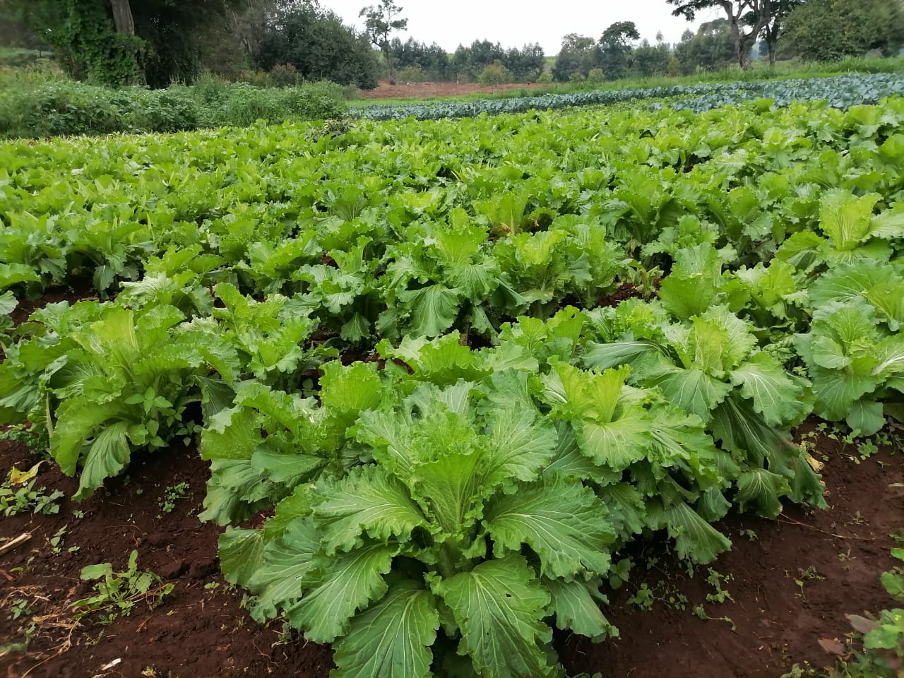 Chinese Cabbage