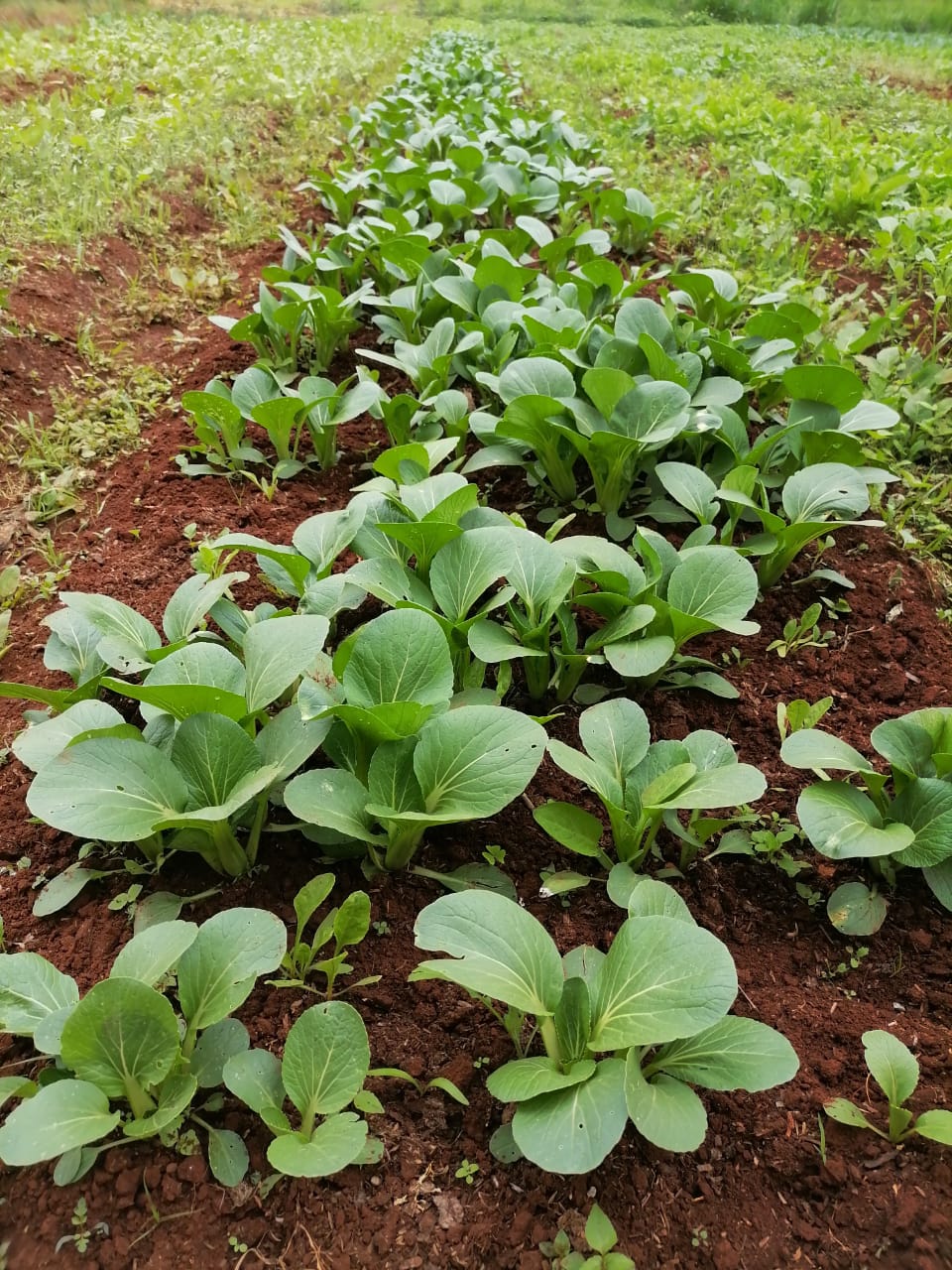 Bok Choy