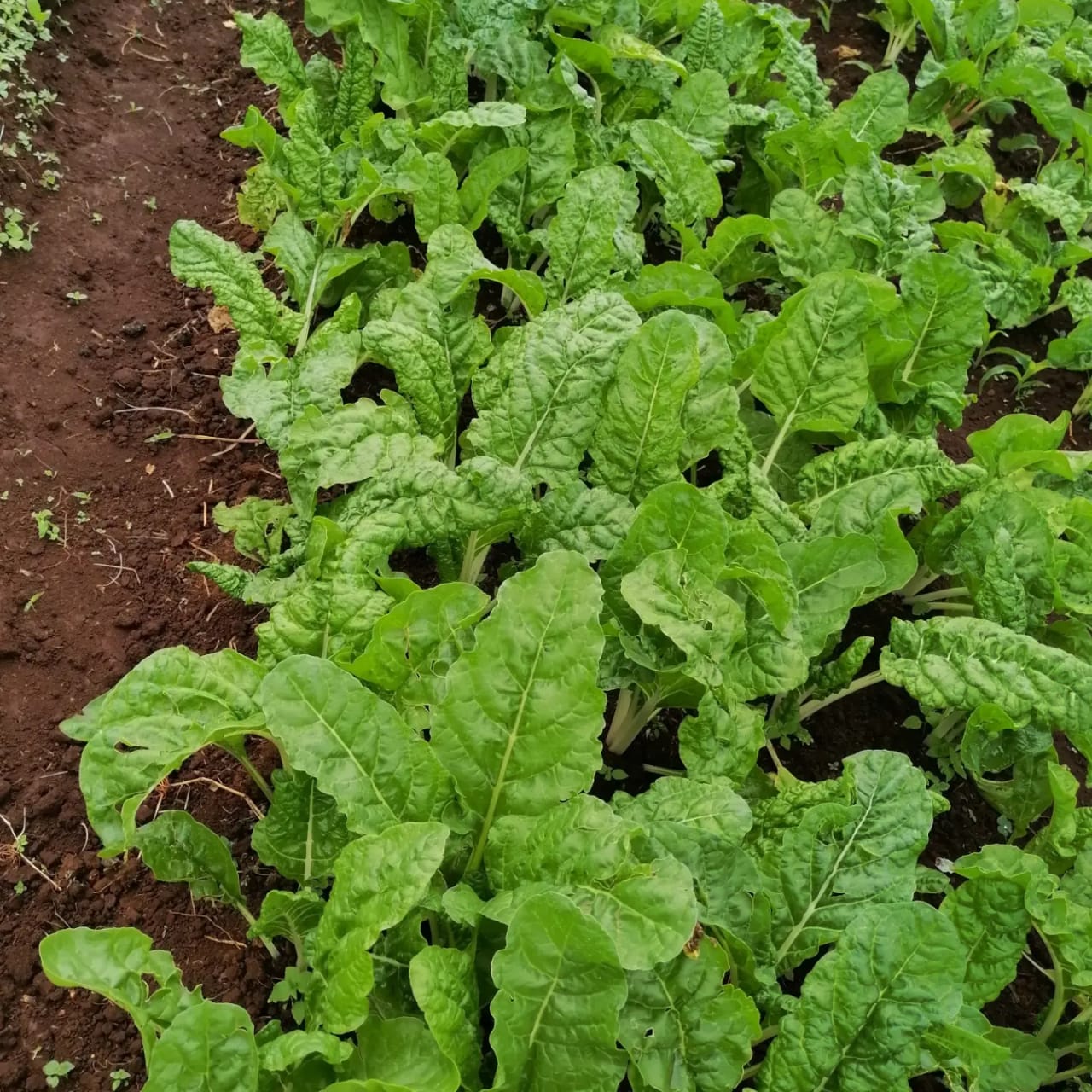 Spinach