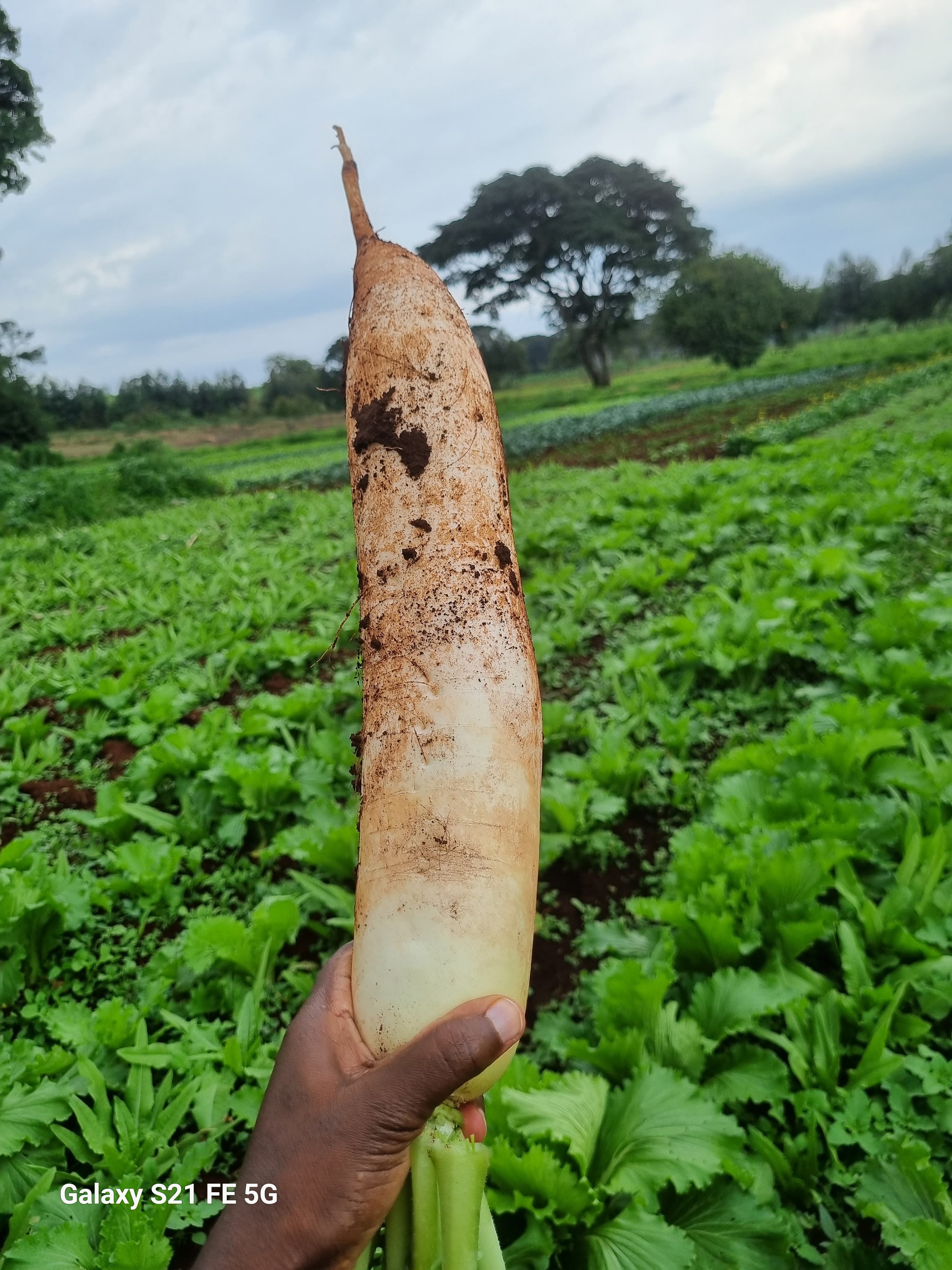 Radish